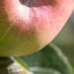 bucklebury-common-apple