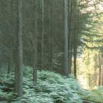 bucklebury-common-woods
